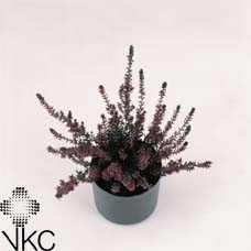 Calluna vulg. 'Garden G Amethyst'