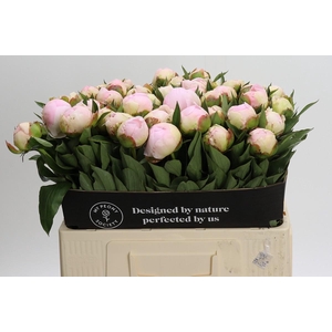 Paeonia Florence Nicholls