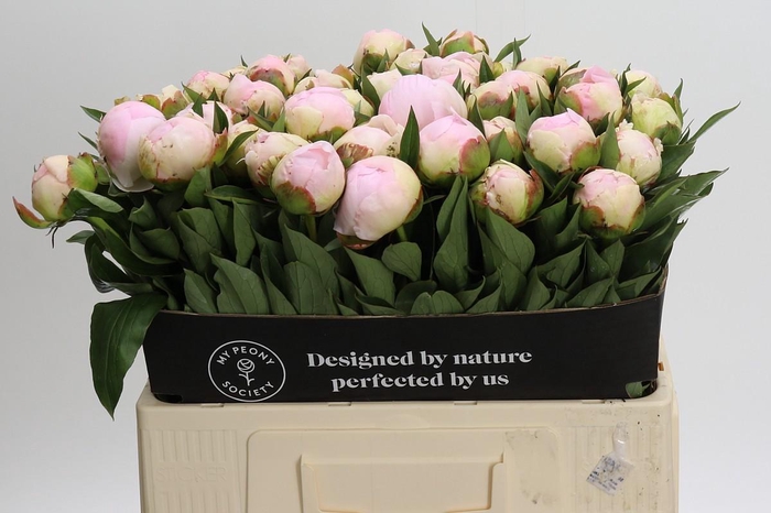 <h4>Paeonia Florence Nicholls</h4>