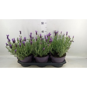 Lavandula stoec. 'Anouk'