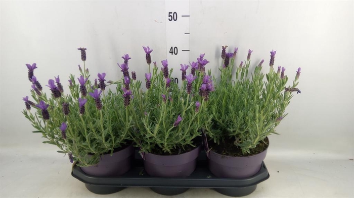 <h4>Lavandula stoec. 'Anouk'</h4>
