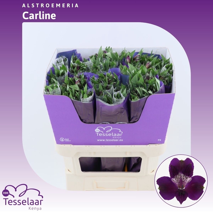 <h4>Alstroemeria Carline | Heavy Quality</h4>