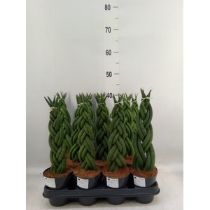 Sansevieria cyl.  ...