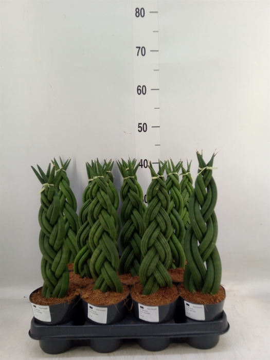 <h4>Sansevieria cyl.  ...</h4>