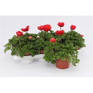 Anemone Harmony Scarlet