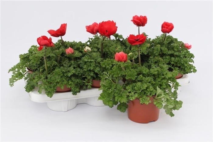 <h4>Anemone Harmony Scarlet</h4>