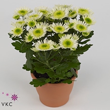 Chrysanthemum Splash Meadow 12Ø 25cm