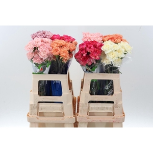 Di St gem in fust 60cm