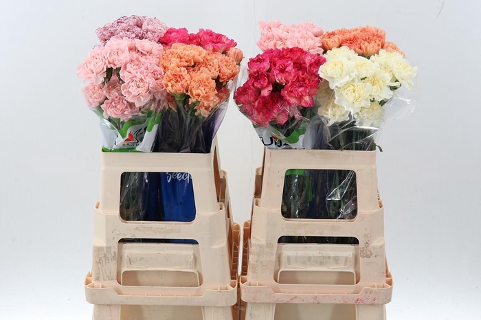 <h4>Di St gem in fust 60cm</h4>