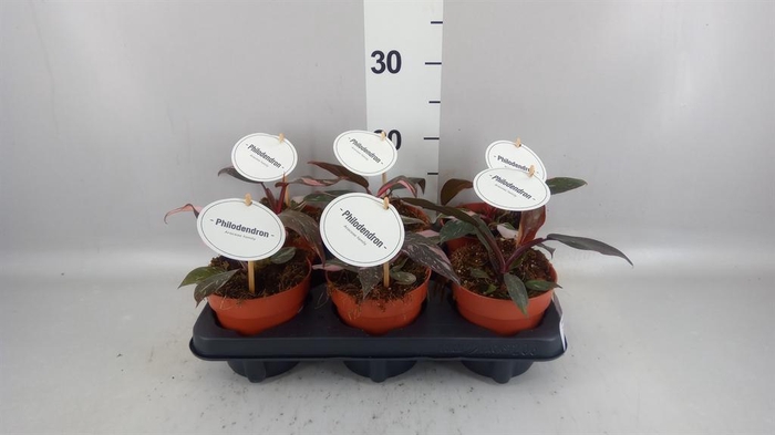 <h4>Philodendron   ...</h4>