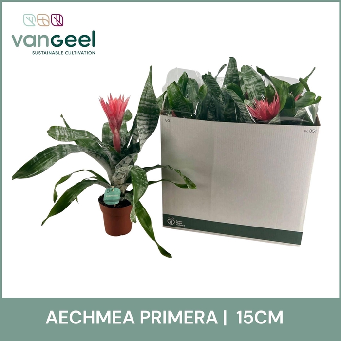<h4>AECH FAS PRIMERA</h4>