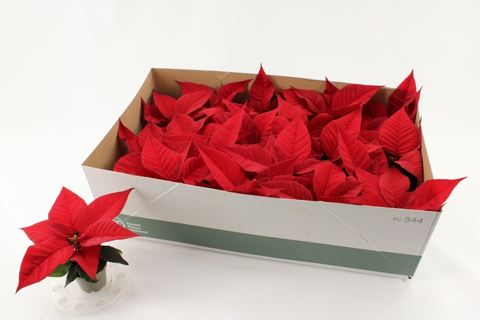 <h4>EUPHOR P CHR F RED</h4>