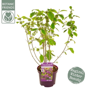 Callicarpa bodinieri Profusion