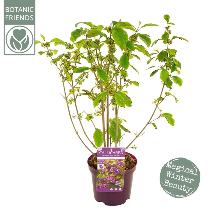 <h4>Callicarpa bodinieri Profusion</h4>