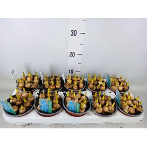 Muscari  'Magic Blue'