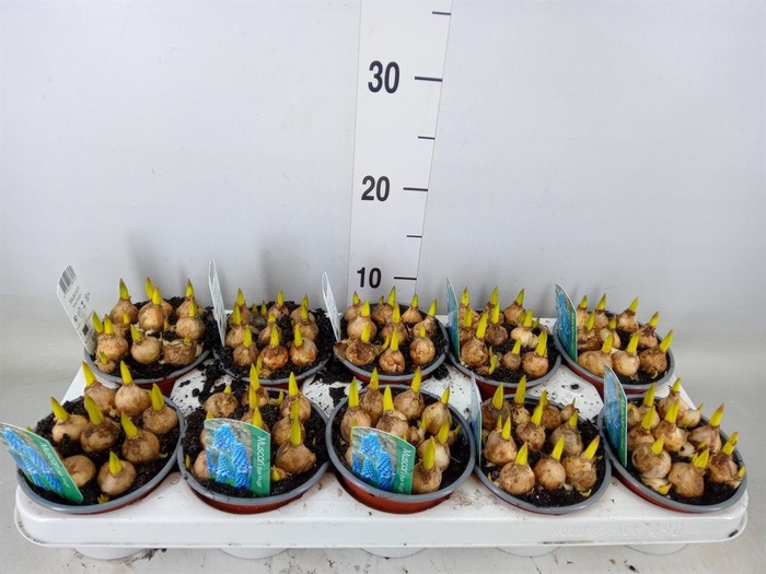 <h4>Muscari  'Magic Blue'</h4>