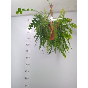 Epiphyllum anguliger