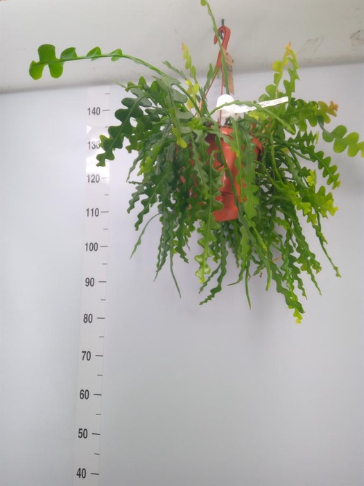 <h4>Epiphyllum anguliger</h4>