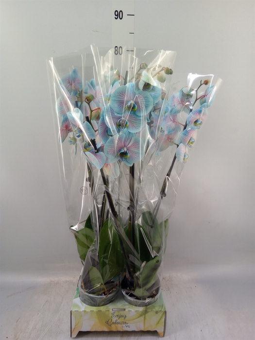 <h4>Phalaenopsis   ...</h4>