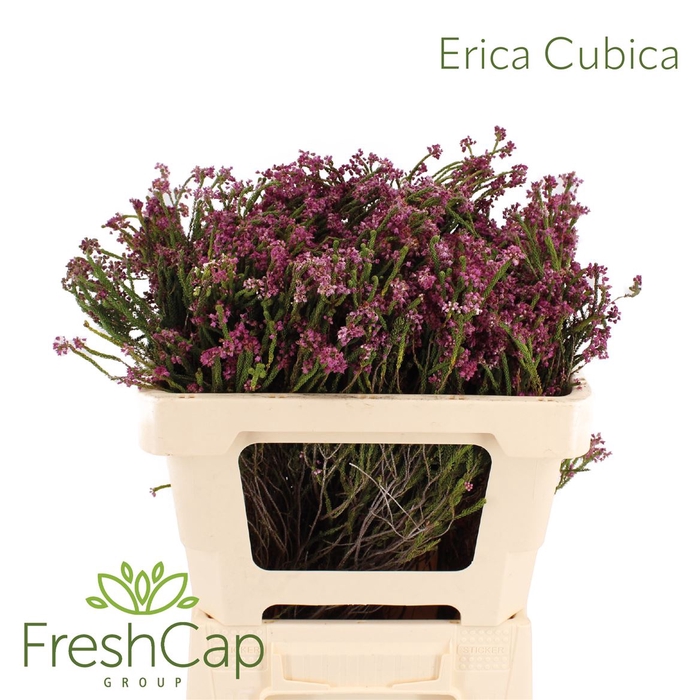 <h4>Erica Cubica</h4>