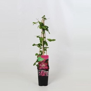 Clematis Ville de Lyon