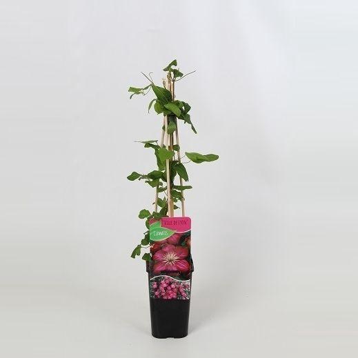 <h4>Clematis Ville de Lyon</h4>