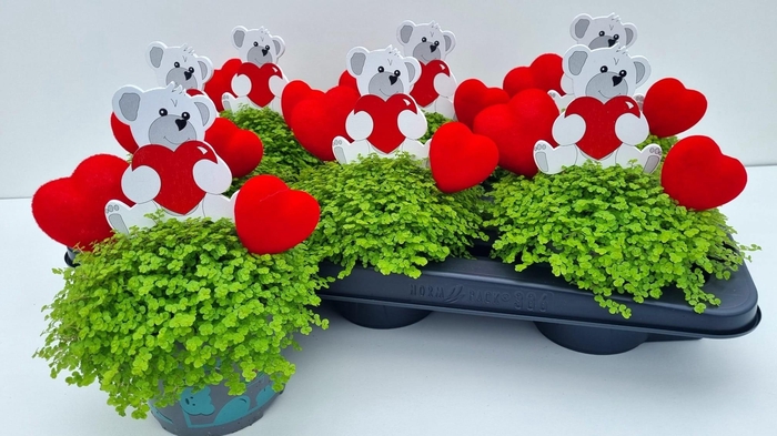 <h4>SOLEI SOL AUREA</h4>