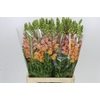 Antirrhinum Potomac Light Orange