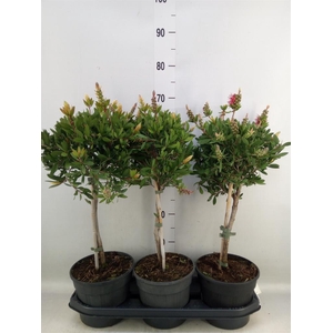 Callistemon citrinus