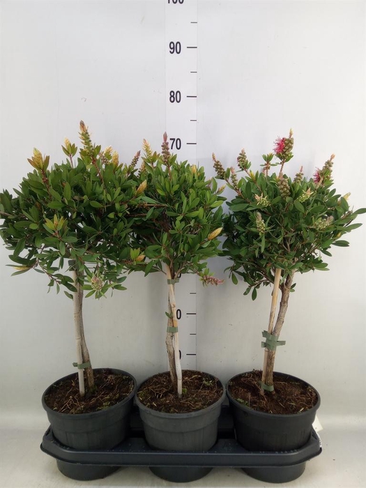 <h4>Callistemon citrinus</h4>