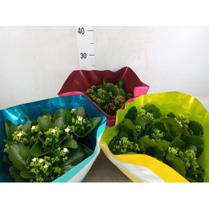 Kalanchoe blos.   ..mix 5