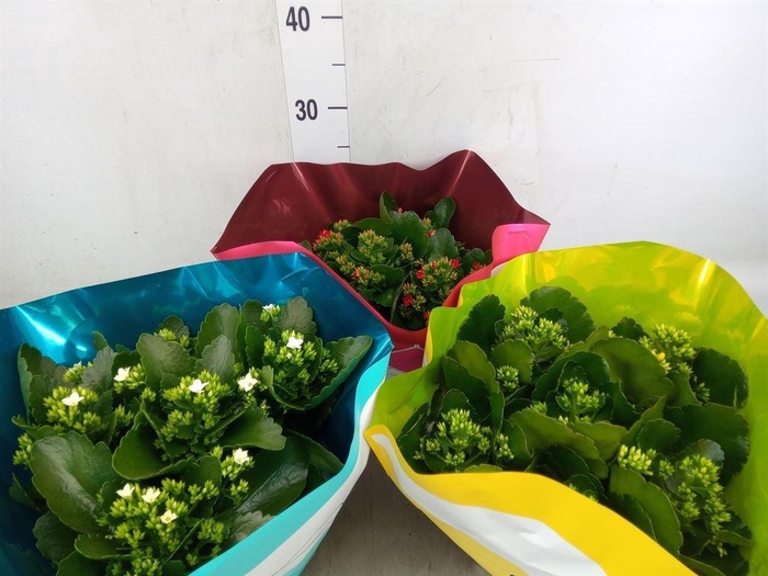 <h4>Kalanchoe blos.   ..mix 5</h4>