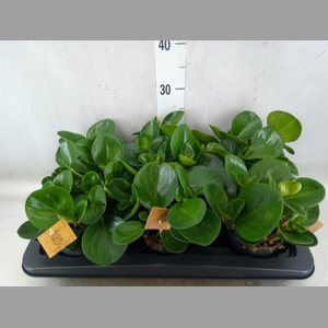 Peperomia obt. 'Green Gold'