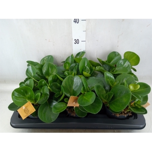 Peperomia obt. 'Green Gold'