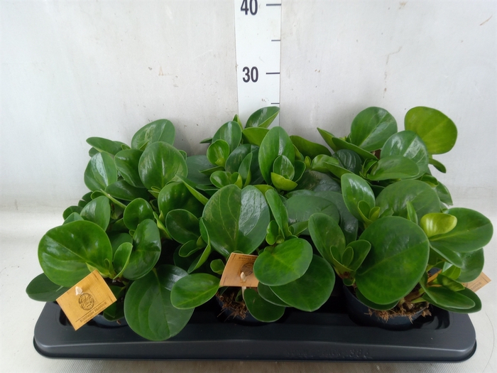 <h4>Peperomia obt. 'Green Gold'</h4>