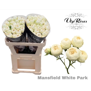 R Tr Mansfield White Park