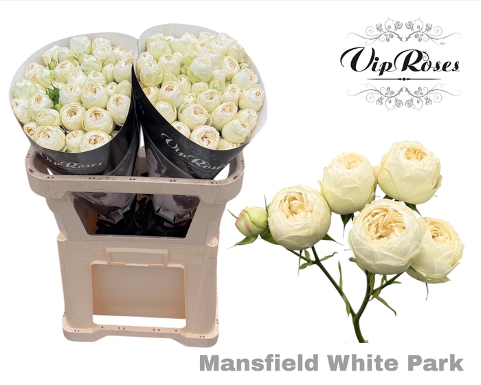 <h4>R TR MANSFIELD WHITE PARK</h4>
