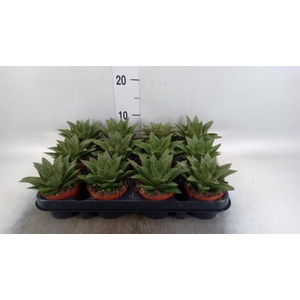 Gasteria