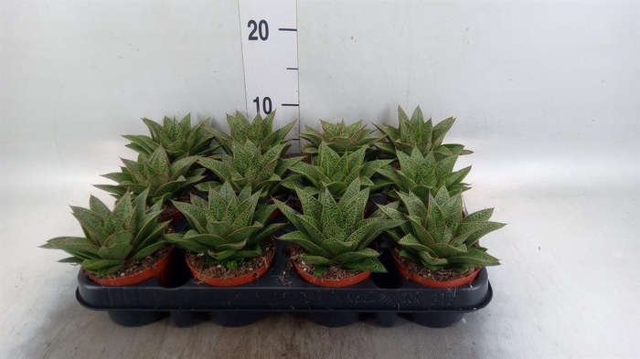 <h4>Gasteria</h4>