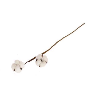 Stem Cotton 2 Heads L50 Naturel
