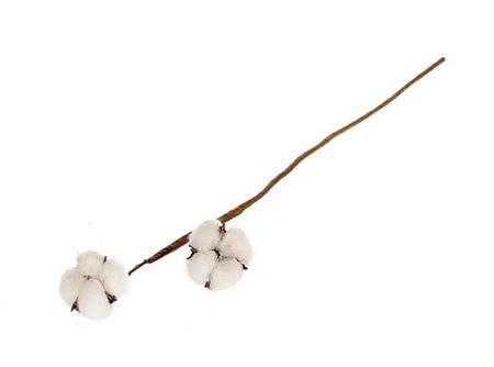 <h4>Stem Cotton 2 Heads L50 Naturel</h4>