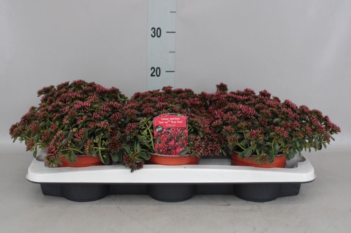 <h4>Sedum spurium 'Spot on deep Rose'</h4>