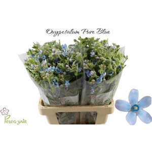 OXY CO TAN PURE BLU