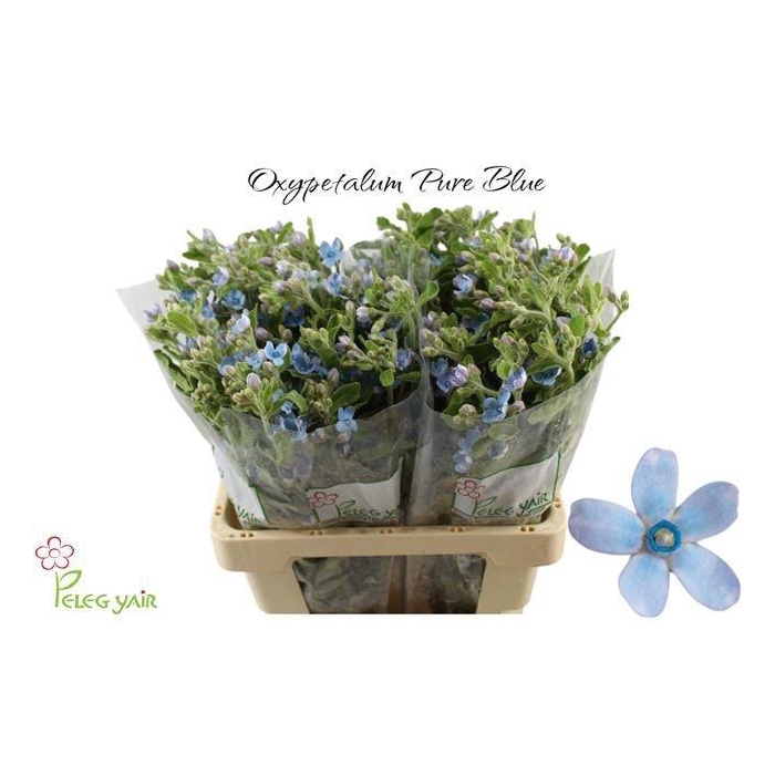 <h4>Oxy Co Tan Pure Blu</h4>