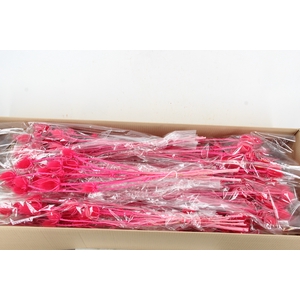 DF Dipsacus Cerise Bs 130g