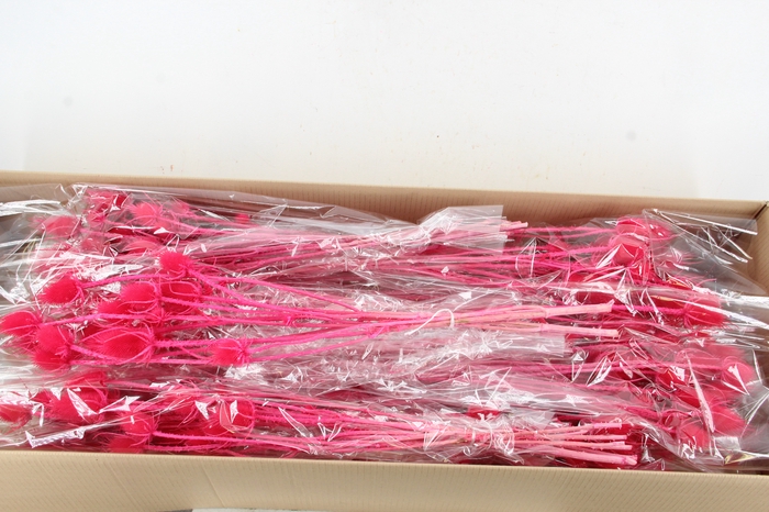 <h4>DF Dipsacus Cerise Bs 130g</h4>