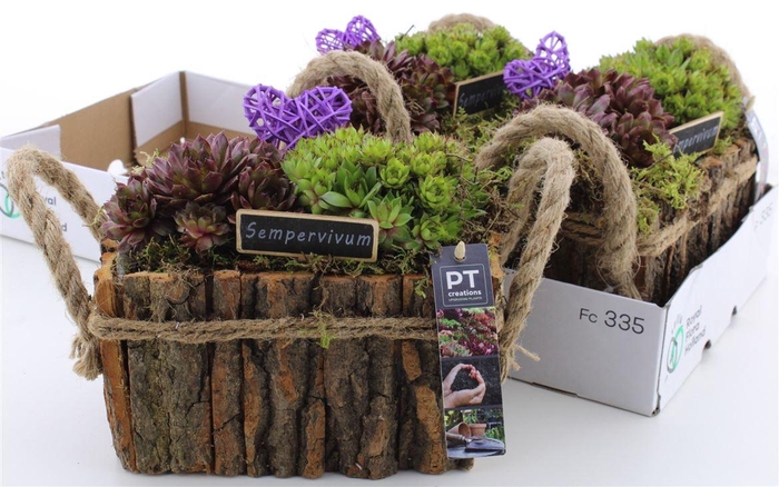Arrangementen Sempervivum 6%