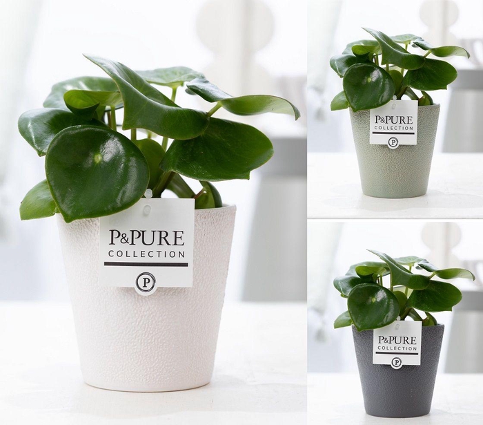 <h4>Peperomia Raindrop in P&PURE Ruby ceramics ass. 3</h4>
