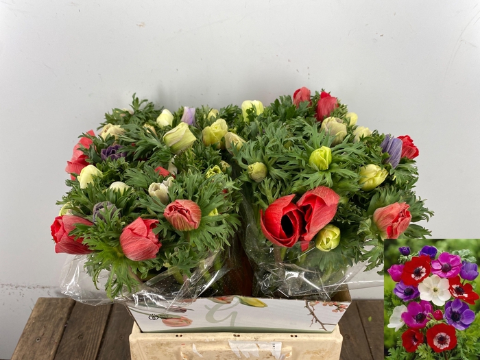 <h4>ANEM CO MAR GEM</h4>