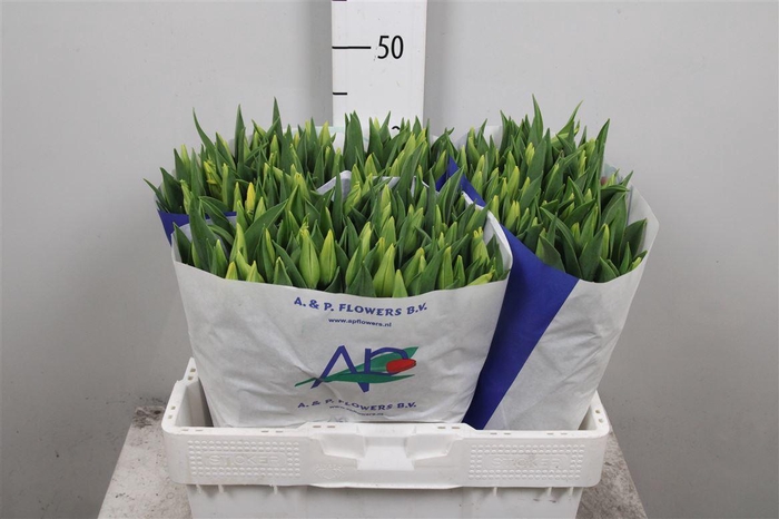 <h4>Tu En Strong Gold</h4>